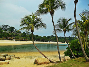 Scenic view of palm trees against sky