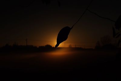 Silhouette bird on landscape against sky at sunset