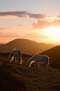 Horses grazing in a field