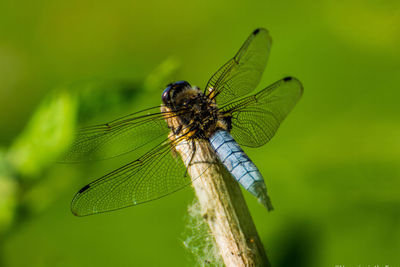 Close-up of dragonfly on plant