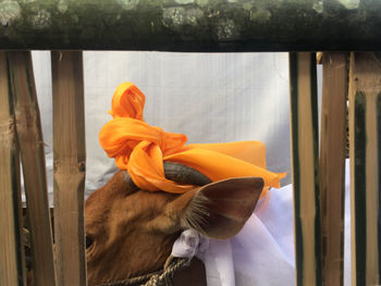 Close-up of orange cat looking through window