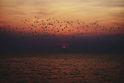 Birds flying over sea against sky during sunset