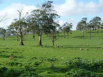 Trees on grassy field