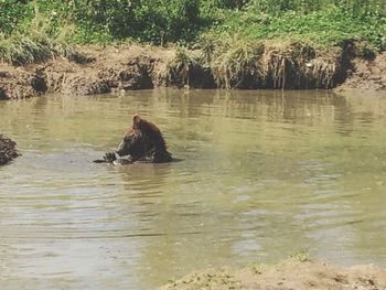 Duck swimming in lake