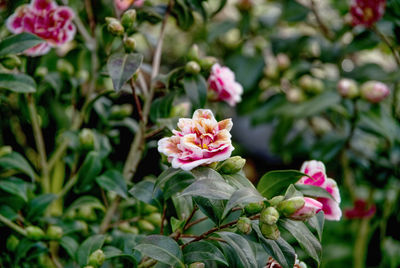 Close-up of pink flowering plant