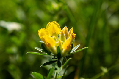 Close-up of yellow flowering plant