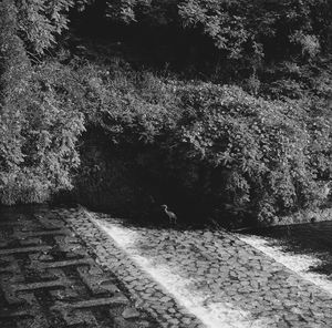 Footpath amidst trees in forest