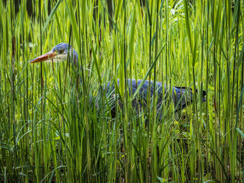 View of a bird on grass