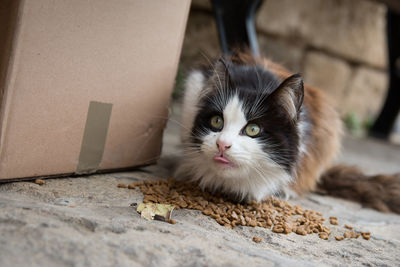 Close-up of a funny cat