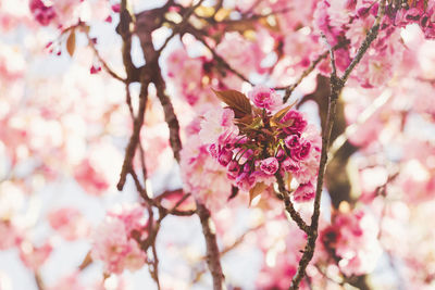 Blooming sakura tree branch, abstract spring background. cherry blossom flowers in park