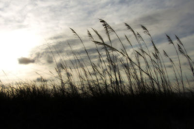 Close-up of grass on field against sky