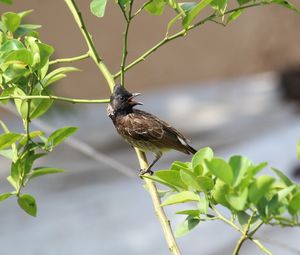 Close-up of bird perching on plant