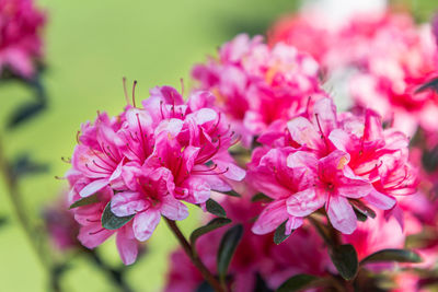 Close-up of pink flowers