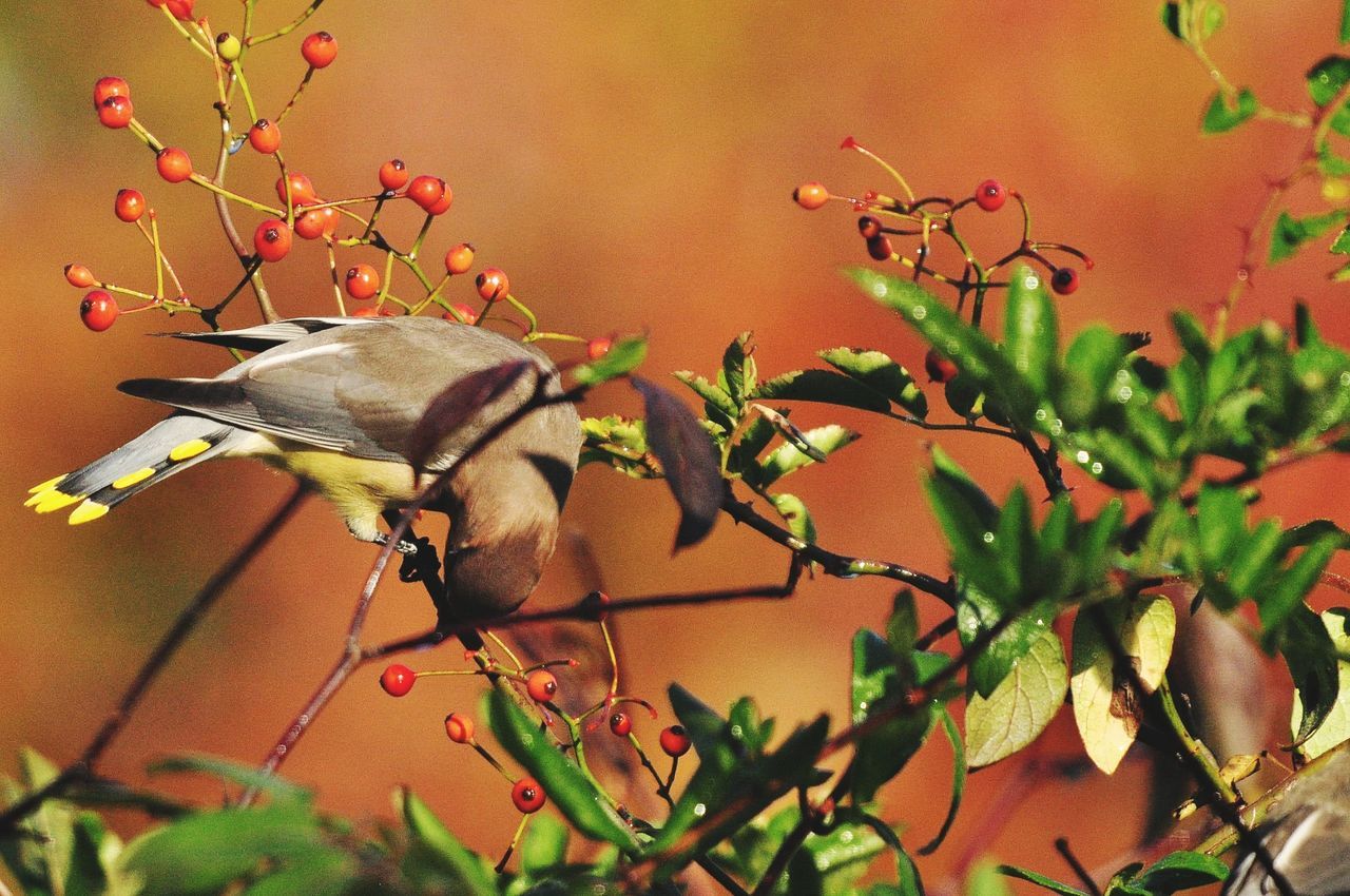 Waxwings