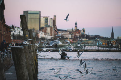 Birds flying over river in city