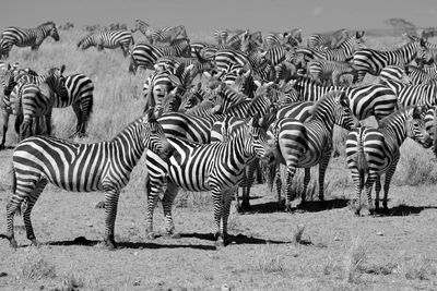 View of zebras on field