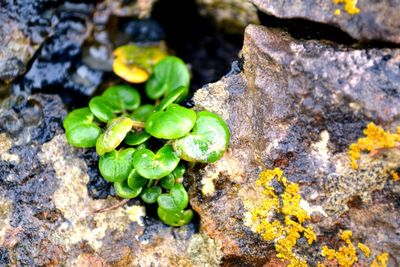 Close-up of moss on rock