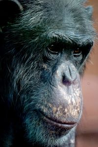 Close-up of chimpanzee