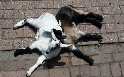 High angle view of dog lying on footpath