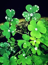 Close-up of green plant with water