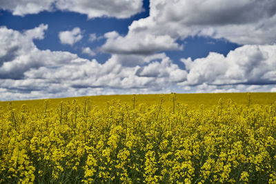 Scenic view of oilseed rape field against cloudy sky