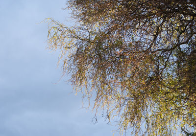 Low angle view of trees against sky