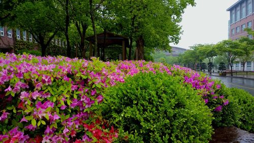 Pink flowers blooming on tree