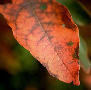 Close-up of maple leaf