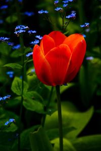 Close-up of red tulip