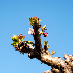 Low angle view of flowering plant against clear blue sky