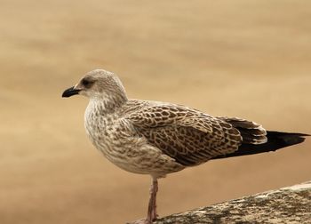 Side view of bird perching