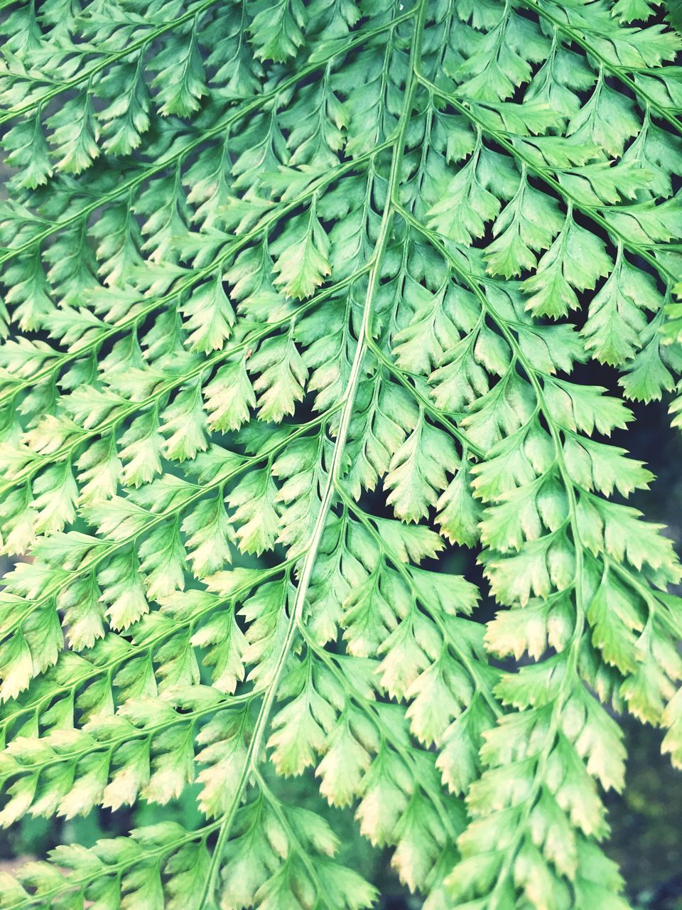 green color, leaf, full frame, backgrounds, growth, plant, high angle view, nature, natural pattern, close-up, pattern, leaves, leaf vein, beauty in nature, no people, freshness, outdoors, water, day, green