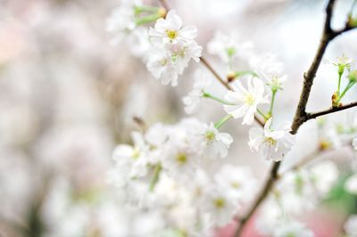Close-up of white flowers on tree