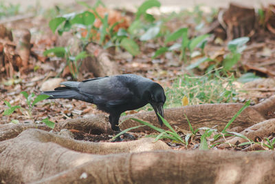 Close-up of bird perching on a field