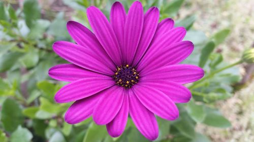 Close-up of fresh pink flower