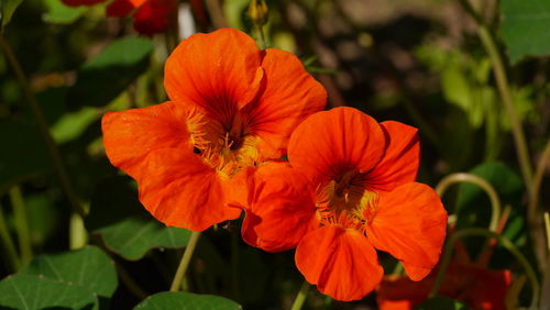 Close-up of hibiscus blooming outdoors