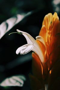 Close up of plant against blurred background
