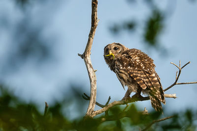 Close-up of bird perching on tree