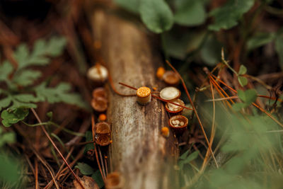 Close-up of snail on plant