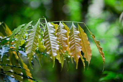 Close-up of plant leaves