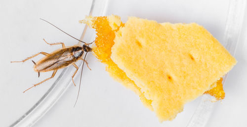 High angle view of insect on a table