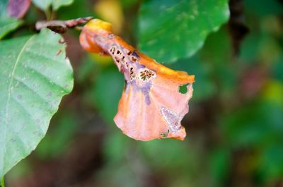 Close-up of insect on plant