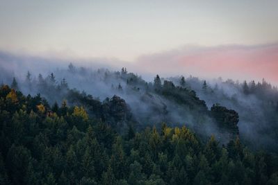 Trees in foggy weather