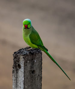 Close-up of parrot perching on wooden post