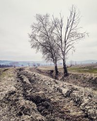 Bare tree on field against sky