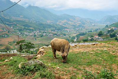 View of horse grazing on field