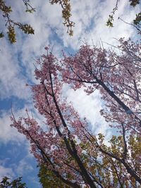 Low angle view of trees against cloudy sky