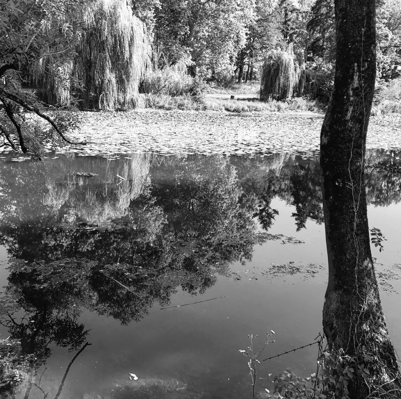 tree, water, reflection, plant, lake, trunk, tree trunk, tranquility, nature, no people, day, tranquil scene, growth, beauty in nature, outdoors, forest, scenics - nature, waterfront, standing water, reflection lake