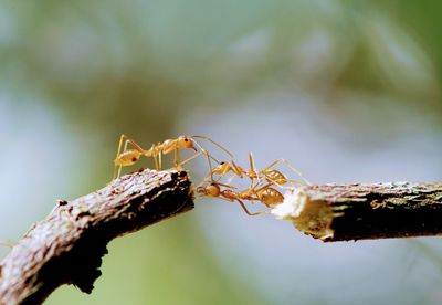 Close-up of insect on plant