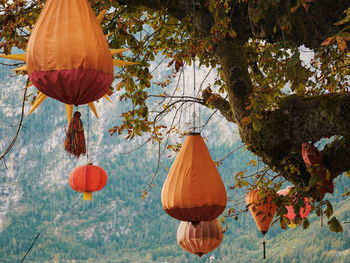 Low angle view of lanterns hanging on tree